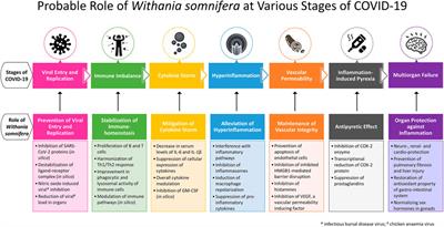 Withania somnifera (L.) Dunal: Opportunity for Clinical Repurposing in COVID-19 Management